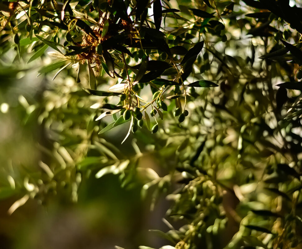 olio d'oliva