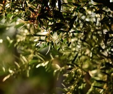 olio e olive