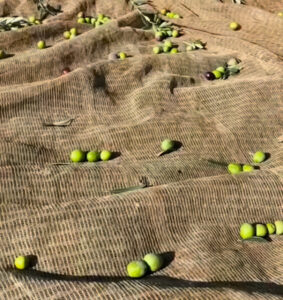 olive